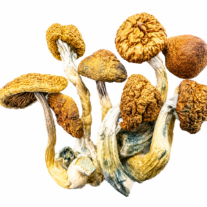 Daddy Long Legs Magic Mushrooms